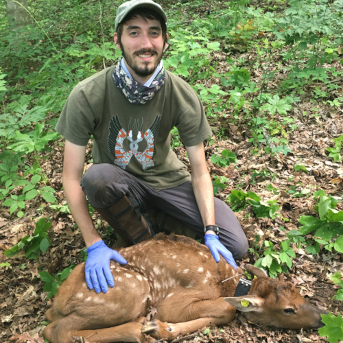 elk