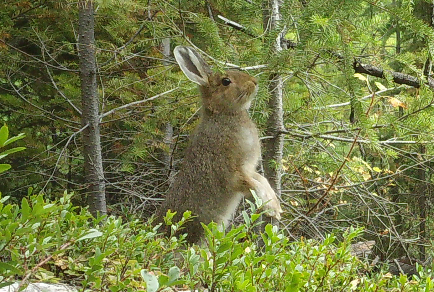 hare