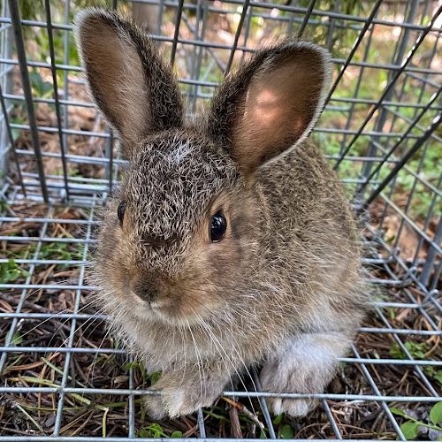 hare